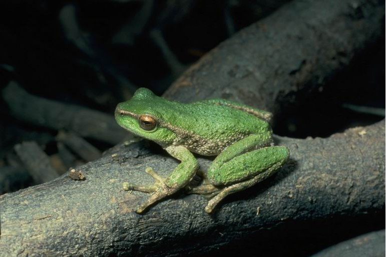 spotted tree frog