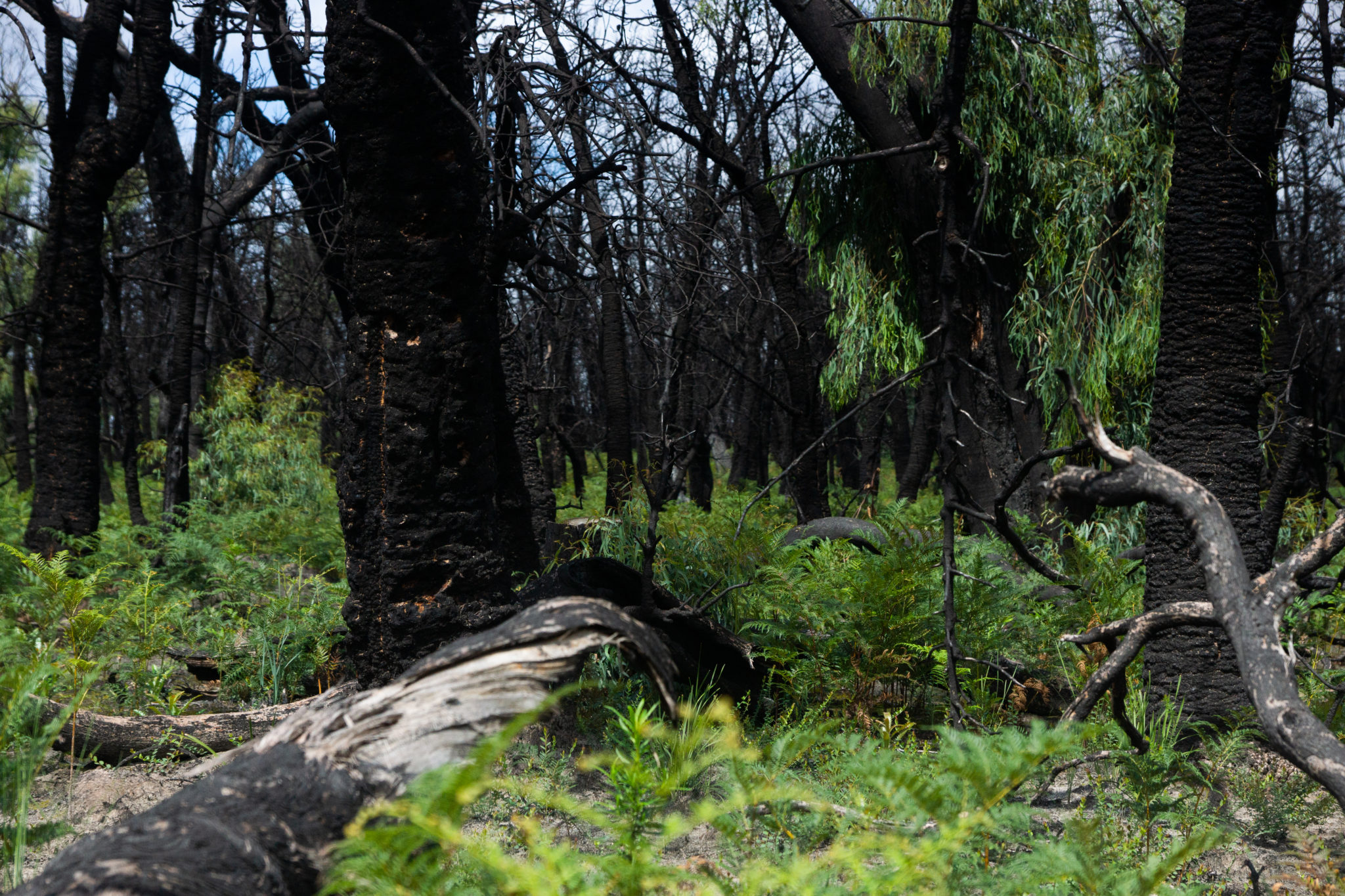 Refuge from Bushfires