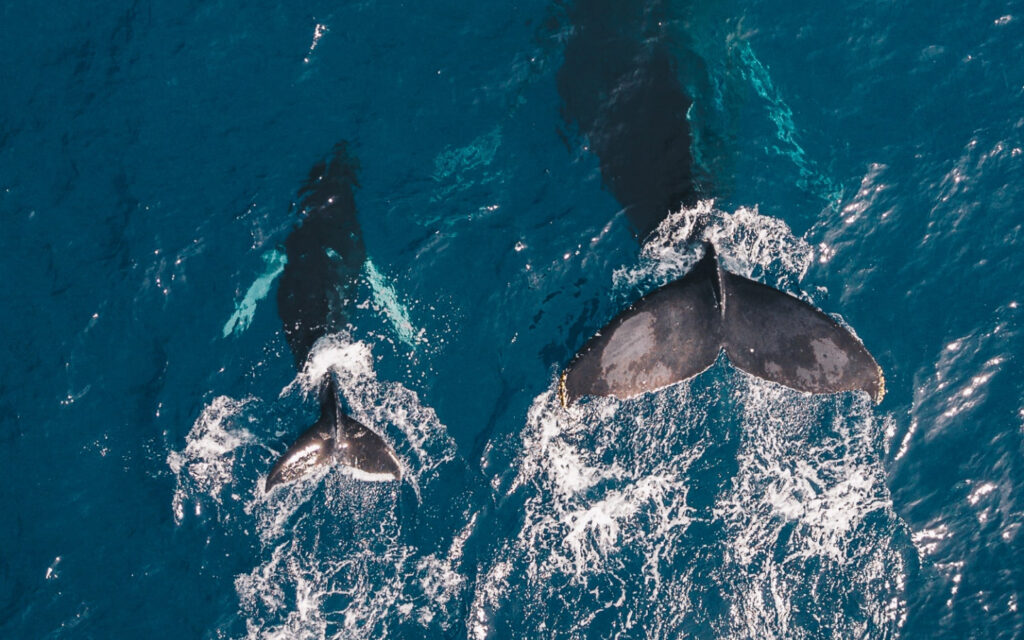 Tackling ocean litter from sea to source