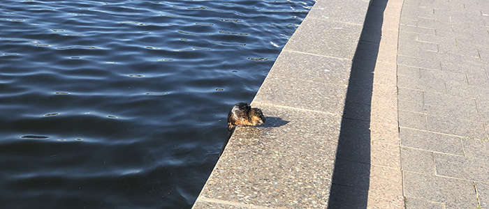 Rakali water-rat