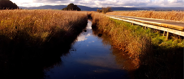 Tamar River Wetlands