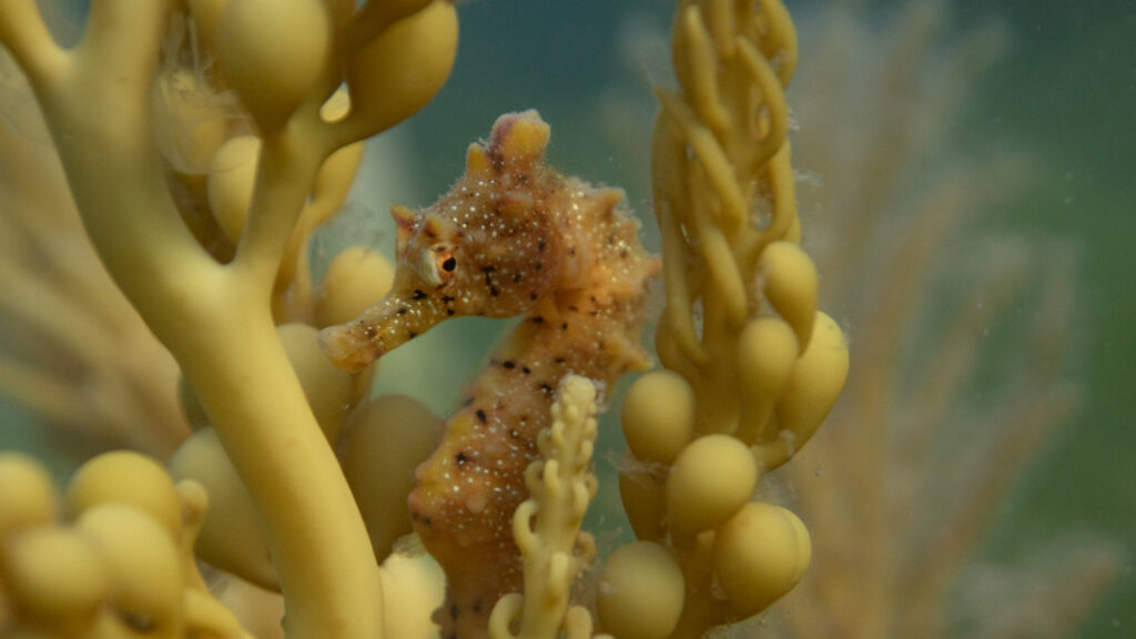 Corporate Partners protect ocean life such as the Short headed seahorse - image by Ocean Imaging