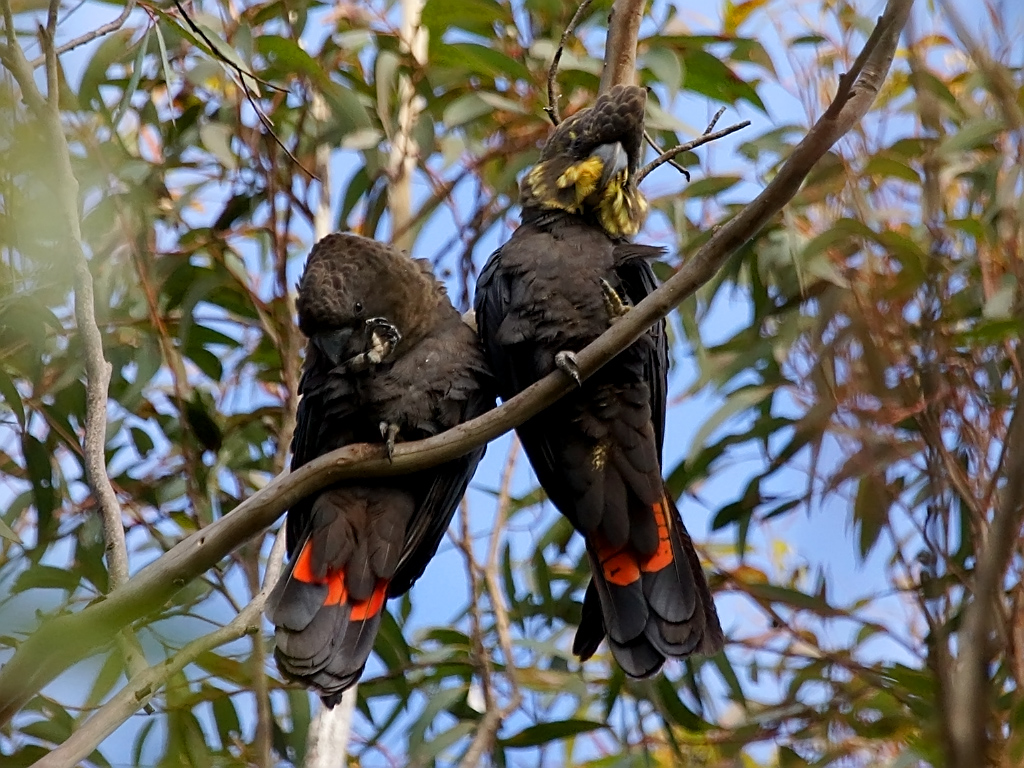 Glossy Black Cockatoo - Image by David Cook