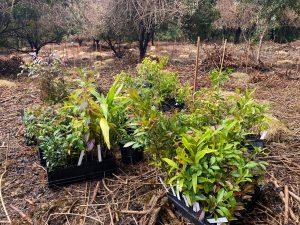Trees for Koalas