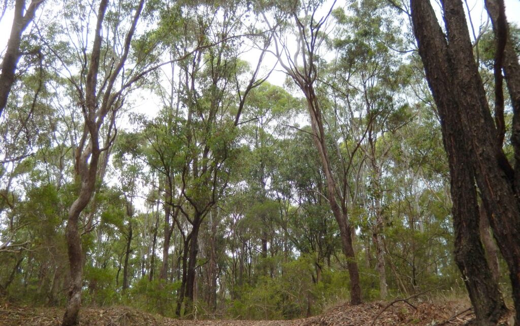 Cumberland Plains Woodland