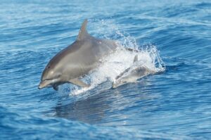 "Atlantic Bottlenose Dolphins" by btrentler is licensed under CC BY 2.0