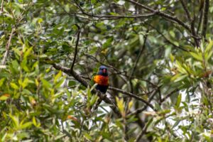 CVA Great Southern Bioblitz Citizen Science - Rainbow Lorikeet