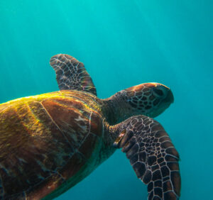 "Green Turtle" by Mike Davison Photography is licensed under CC BY-ND 2.0