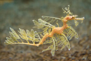 "Phycodurus eques (Leafy seadragon)" by mark6mauno is licensed under CC BY-SA 2.0