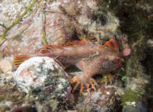 "The Threatened - Critically endangered red handfish Thymichthys politus" by Marine Explorer is licensed under CC BY-NC-SA 2.0