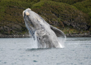 "Southern Right Whale" by Oregon State University is licensed under CC BY-SA 2.0