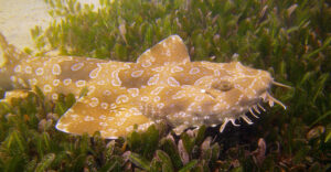 "Spotted wobbegong - Orectolobus maculatus" by Marine Explorer is licensed under CC BY-NC-SA 2.0