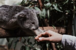 Koala and Human