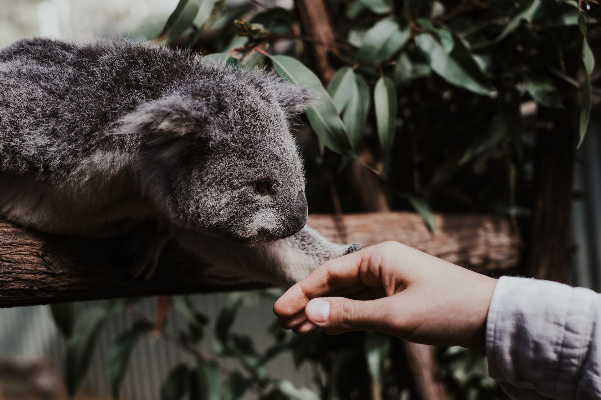 Koala and Human