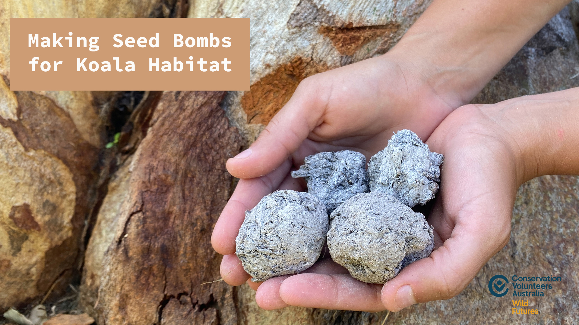 Hands holding seed bombs