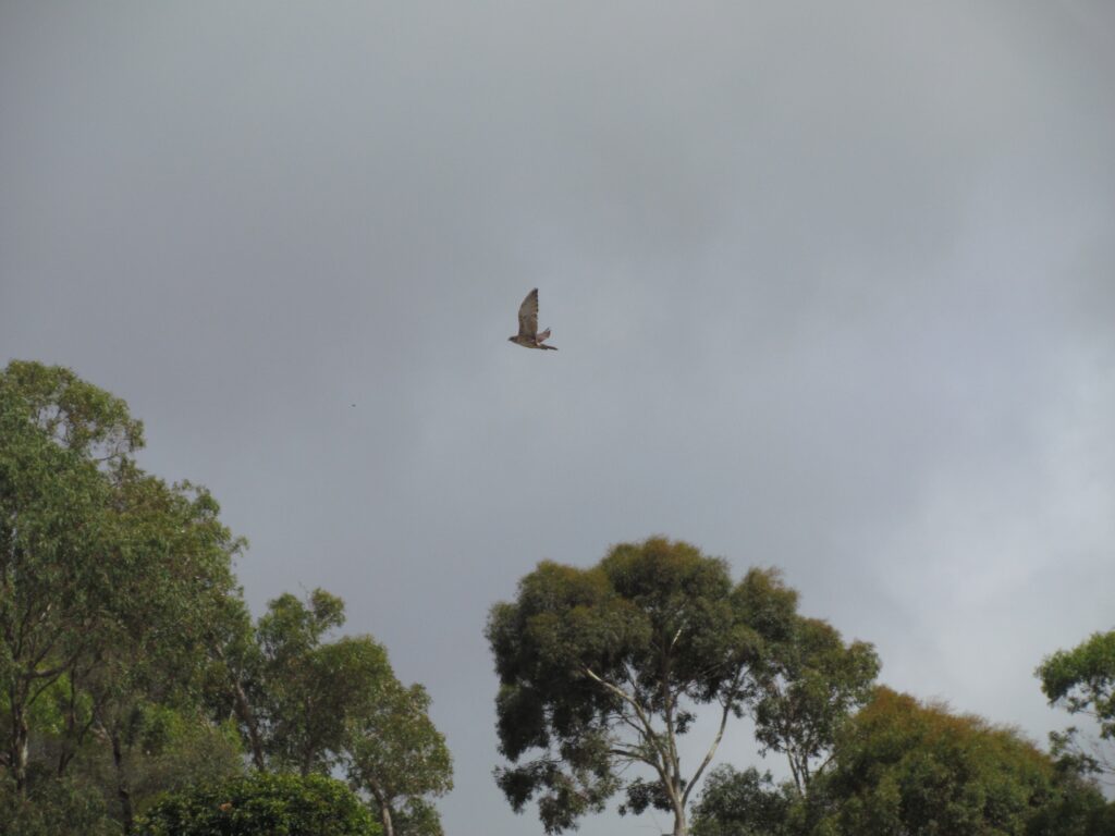 Brown falcon