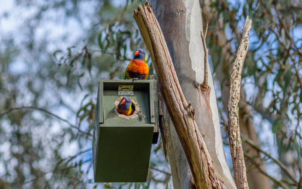 Nest Boxes for Native Animals Australia