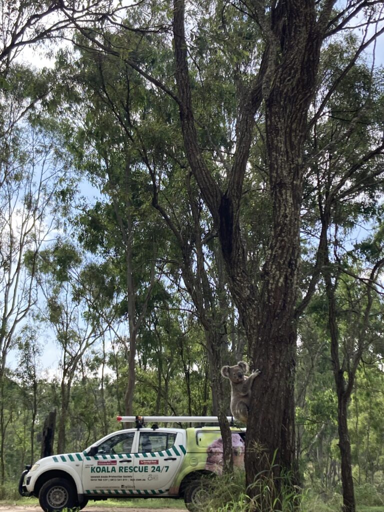 Koala release Somerset