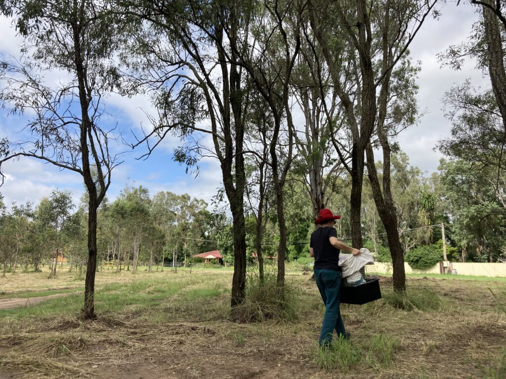 Koala release in somerset