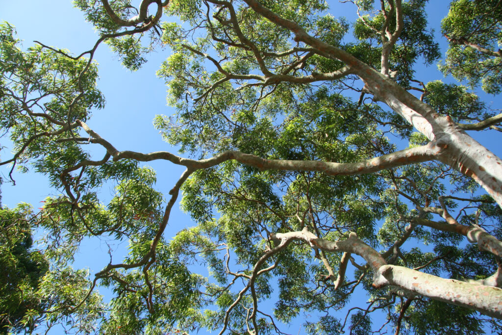 National Tree Day 2022