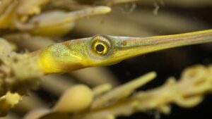 pipefish