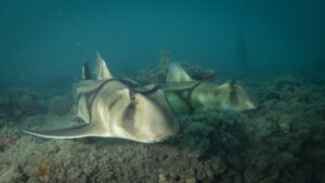 port jackson shark