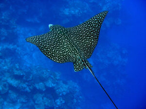 spotted eagle ray
