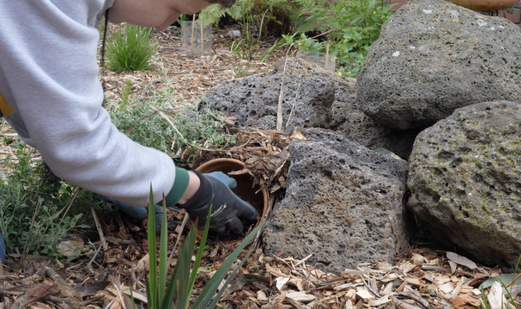 How to build a lizard lounge at home