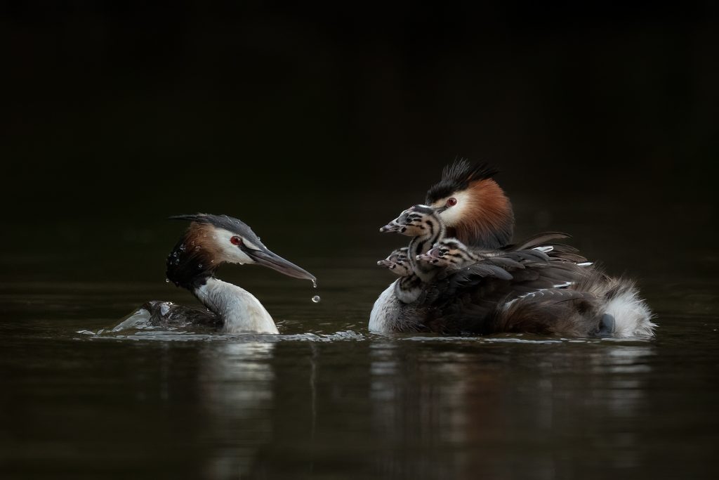 nature photography competition