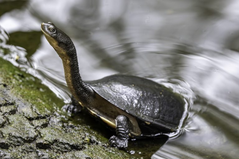 Local Wildlife in Australian Wetlands - Conservation Volunteers Australia